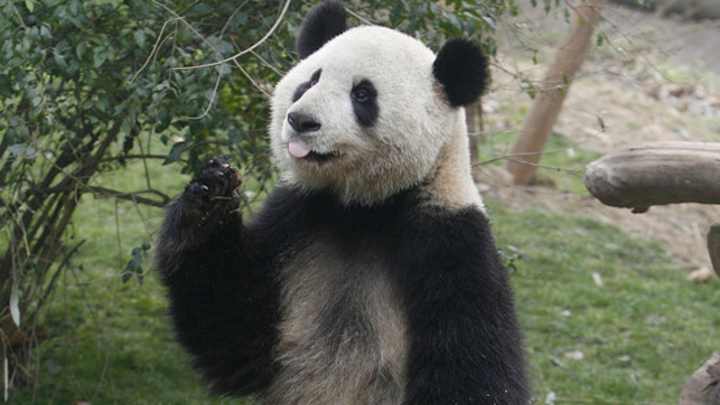 Baby Pandas Will Be Used to Predict World Cup Results Baby Pandas Will Be Used to Predict World Cup Results