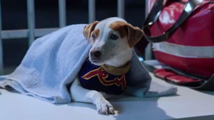 Russell Madness is a movie about a talking, pro wrestling dog