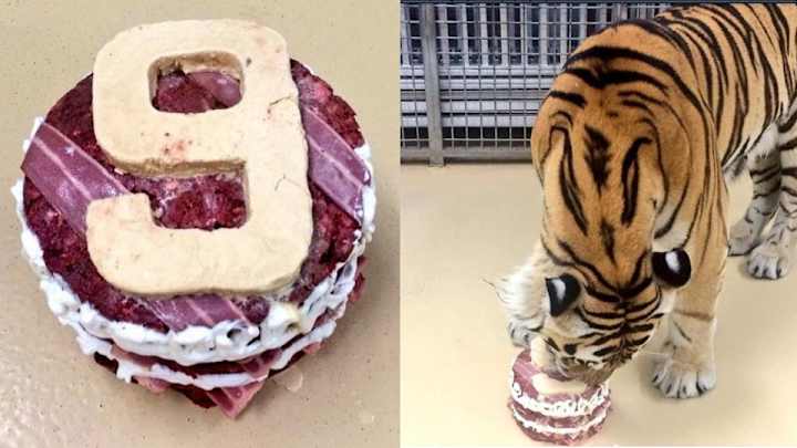 LSU's Mike the Tiger got a birthday cake made of meat