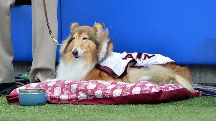 Cadet throws huge block to save Texas A&M collie Cadet throws huge block to save Texas A&M collie