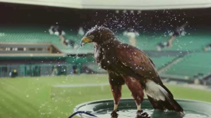 Rufus The Hawk Keeps Pigeons Away From Wimbledon’s Grass Courts Rufus The Hawk Keeps Pigeons Away From Wimbledon’s Grass Courts