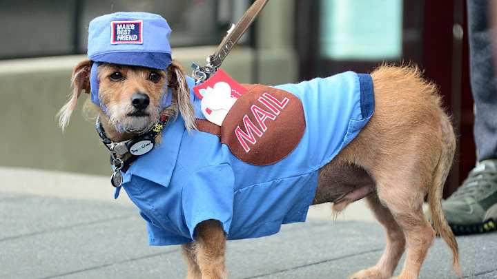 Halloween Dog Parades