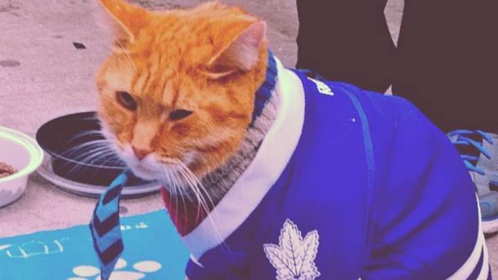 This cat is a huge Maple Leafs fan This cat is a huge Maple Leafs fan