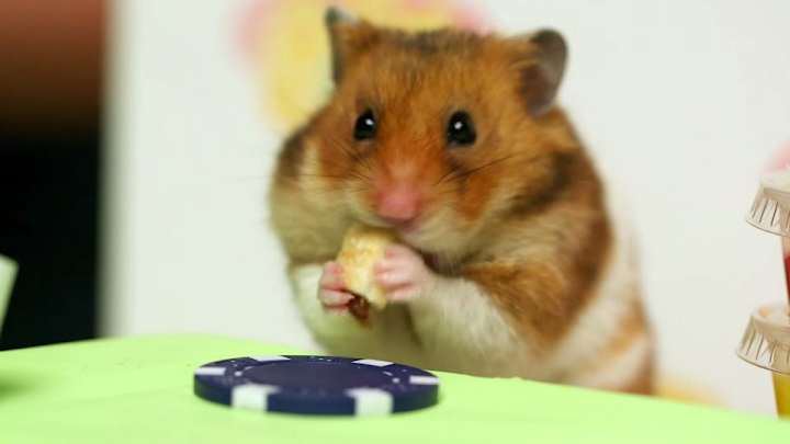 Kobayashi challenges a hamster to a hot dog eating contest