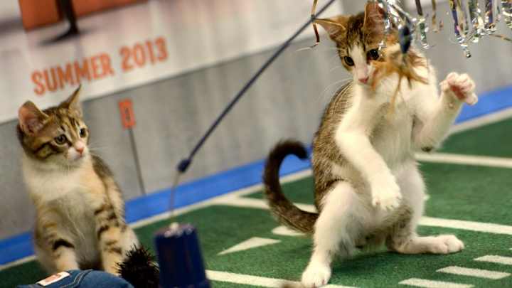 Finally, someone has made a football league for kittens Finally, someone has made a football league for kittens