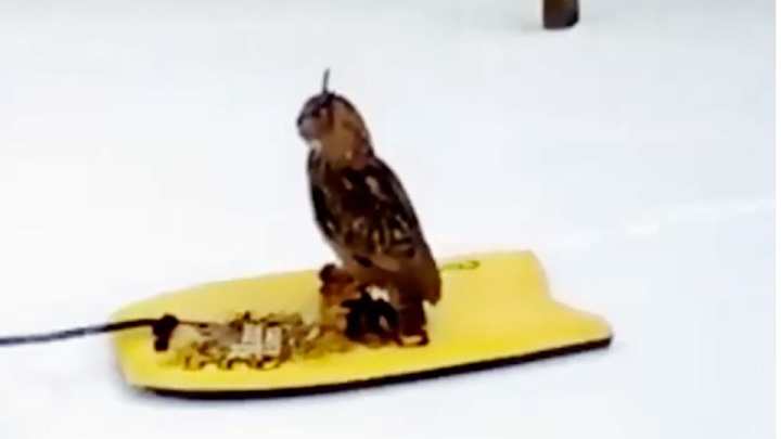 Video: Kennesaw State owl mascot goes sledding
