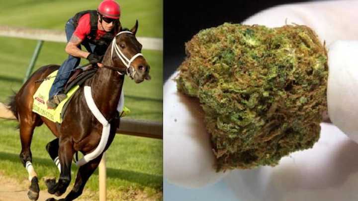 QUIZ: Is This the Name of a Kentucky Derby Horse, or a Strain of Marijuana? QUIZ: Is This the Name of a Kentucky Derby Horse, or a Strain of Marijuana?