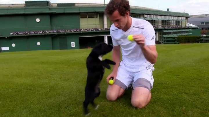 Watch Andy Murray play with puppies at Wimbledon