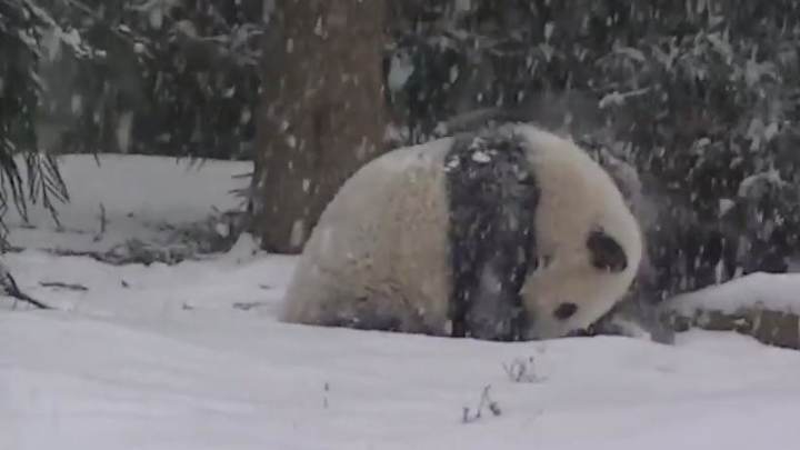 This is the Lions-Bears matchup we wanted to see