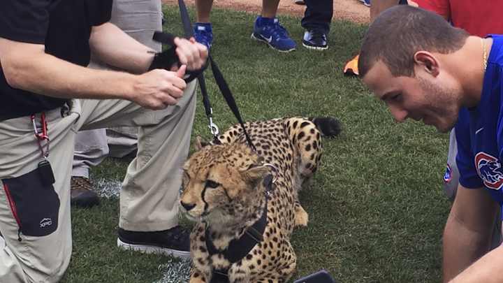 Maddon brings cheetah for pregame visit to Wrigley Field Maddon brings cheetah for pregame visit to Wrigley Field