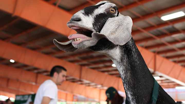 Hartford baseball team announces ridiculous possible names