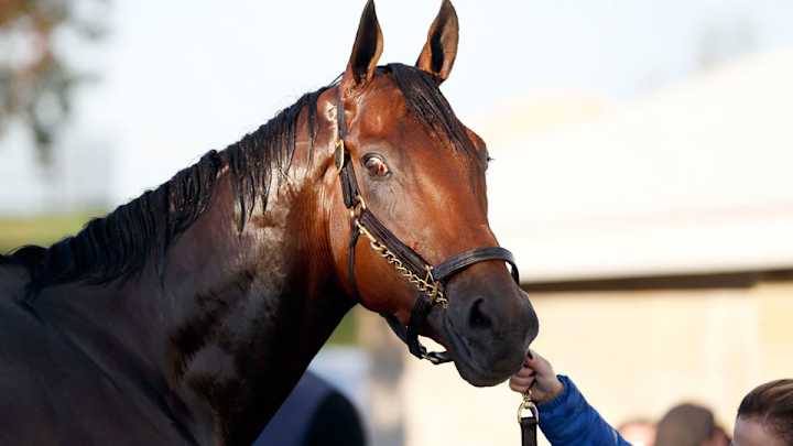 Watch American Pharoah at the Breeders Cup: Race time, odds, TV