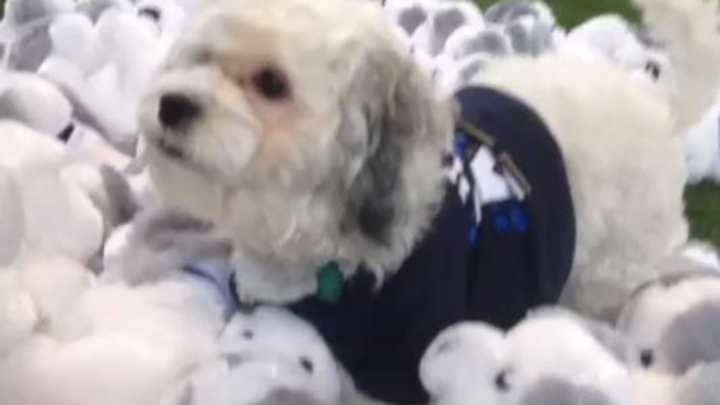 Celebrate National Puppy Day with Hank, the Brewers' adorable mascot