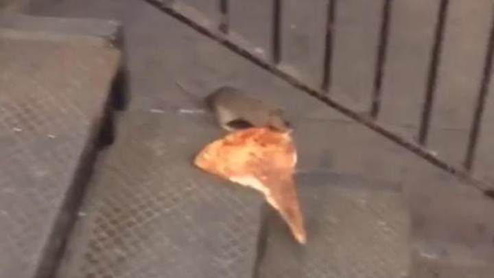 New York’s ‘Pizza Rat’ is the most disease-ridden internet craze of 2015