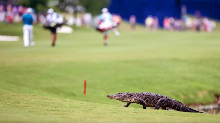 Wacky Sports Photos of the Week (April 23-28)