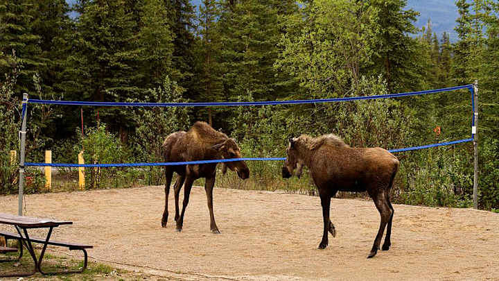 These moose are ready to play volleyball but they forgot the ball