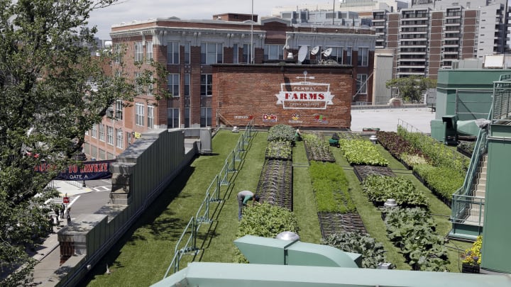Big Green Monster cukes? Rooftop garden thrives at Fenway