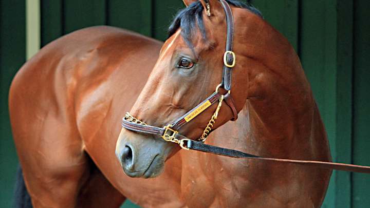 Breeding rights for American Pharoah sold to Coolmore