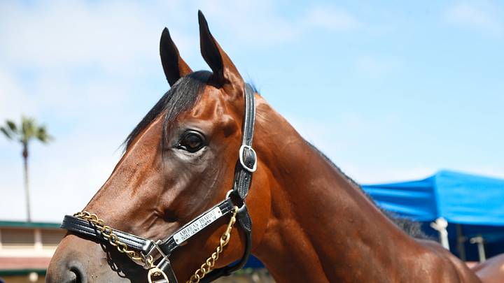 American Pharoah, Curry and Spieth up for AP Male Athlete