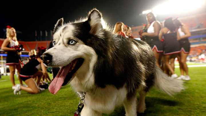 NCAA's Top Real Animal Mascots NCAA's Top Real Animal Mascots