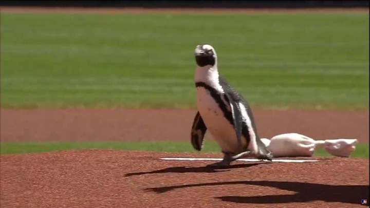 Reds get a pregame visit from a penguin