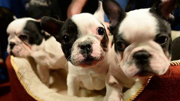 Ravens brighten your holiday with a puppy video