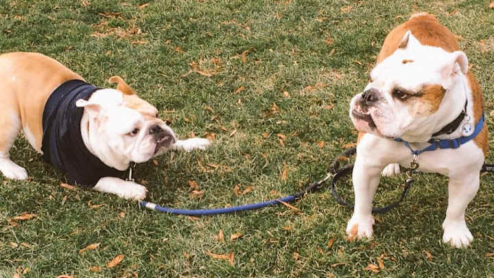 Butler and Georgetown had a bulldog mascot party