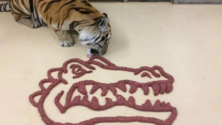 LSU’s Mike the Tiger eats meat in shape of Florida logo LSU’s Mike the Tiger eats meat in shape of Florida logo