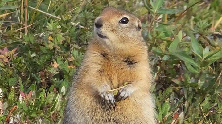 Watch: Squirrel runs on the field during Packers vs. Vikings game