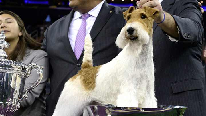 138th Westminster Dog Show 138th Westminster Dog Show