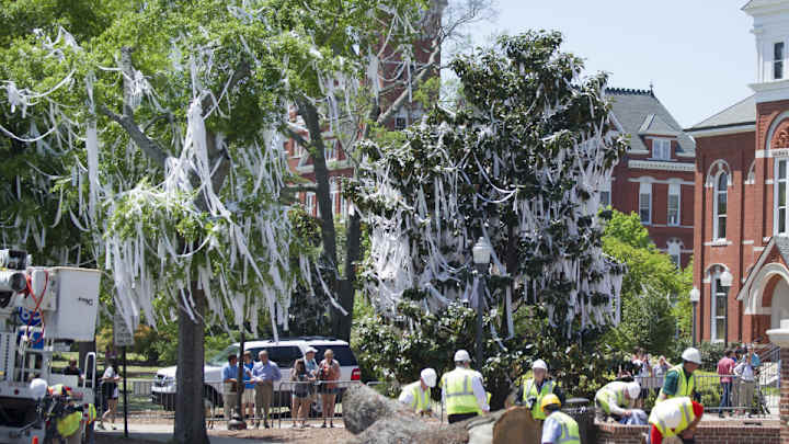 Auburn to plant new trees at Toomer's Corner in February Auburn to plant new trees at Toomer's Corner in February