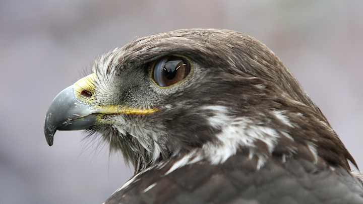 Seattle Seahawks' live mascot lands on fan's head during pregame Seattle Seahawks' live mascot lands on fan's head during pregame