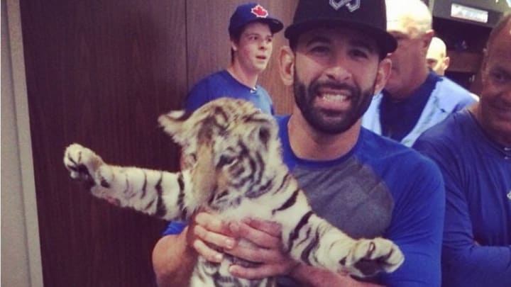 Baby lion and tiger visit Blue Jays clubhouse