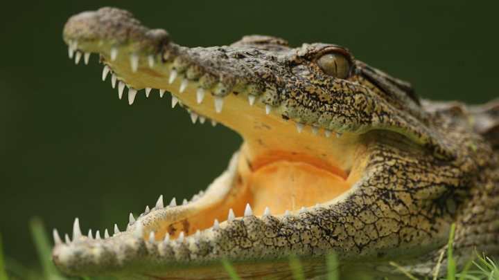 Swimmer bitten in the first known crocodile attack in the U.S.