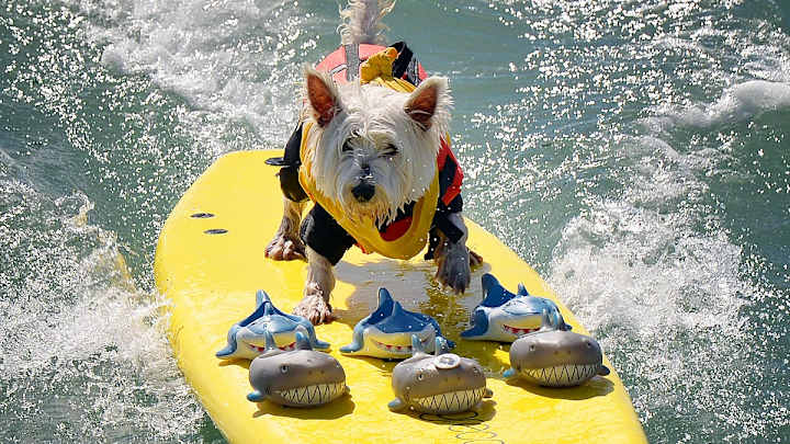 Wacky Sports Photos of the Week (Sept. 24-30) Wacky Sports Photos of the Week (Sept. 24-30)