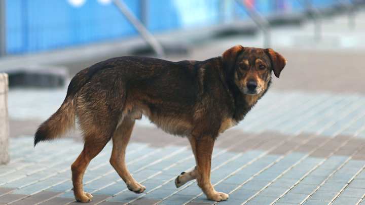 Russian activist detained for protesting dog killings Russian activist detained for protesting dog killings