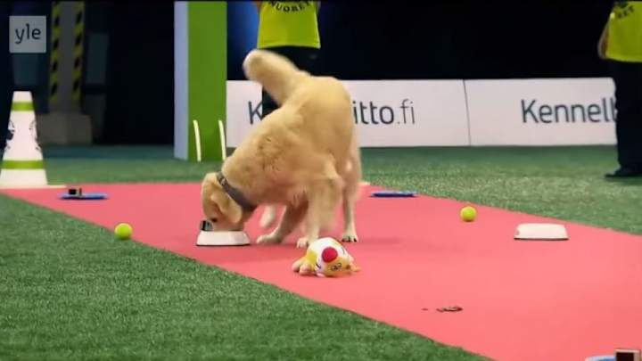 Golden retriever fails at obedience challenge, excels at eating Golden retriever fails at obedience challenge, excels at eating