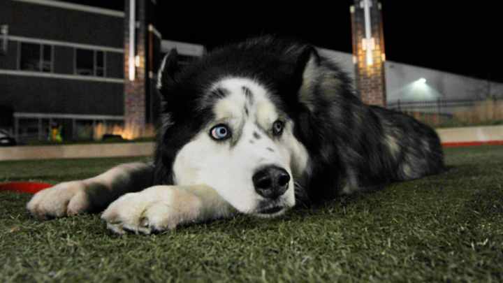 Northern Illinois Huskies' high-fiving mascot Diesel to retire after nine seasons