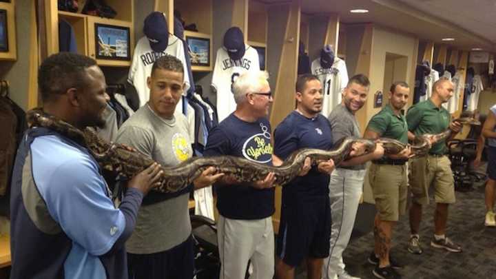 Joe Maddon Brought a 20' Python Into the Rays Clubhouse. Just a Typical Thursday.
