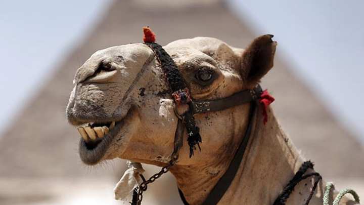 Did You See That? Did You See That?