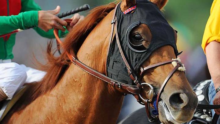 Animal Kingdom travels from U.S. seeking a final win