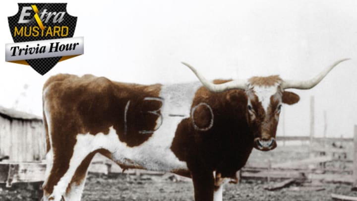 The Extra Mustard Trivia Hour: How a Texas A&M Prank Led to Bevo I's (Tasty) Demise The Extra Mustard Trivia Hour: How a Texas A&M Prank Led to Bevo I's (Tasty) Demise