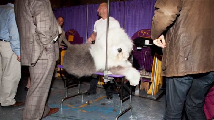 The Old English Sheepdog That Won The Crowd At Westminster Kennel Club Dog Show The Old English Sheepdog That Won The Crowd At Westminster Kennel Club Dog Show