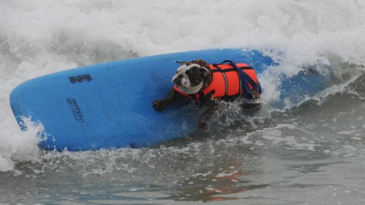 You Can Watch Dogs Surf this Weekend