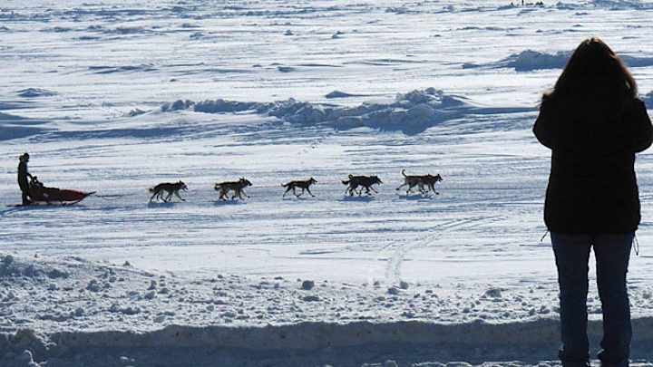 Iditarod dog death the result of snow asphyxiation