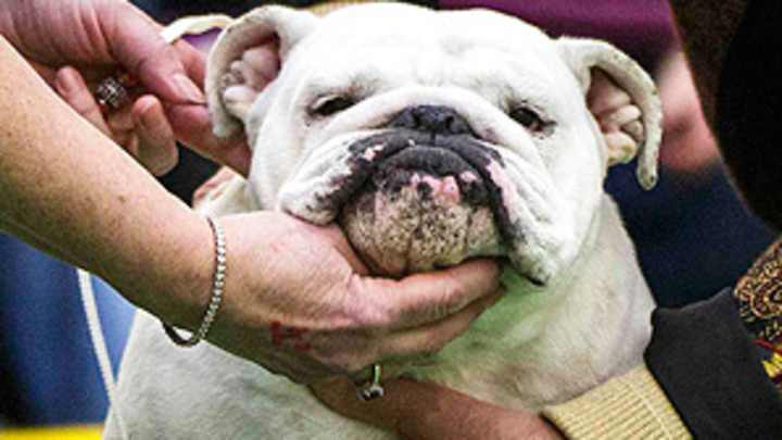 First day of judging at 137th Westminster Dog Show First day of judging at 137th Westminster Dog Show