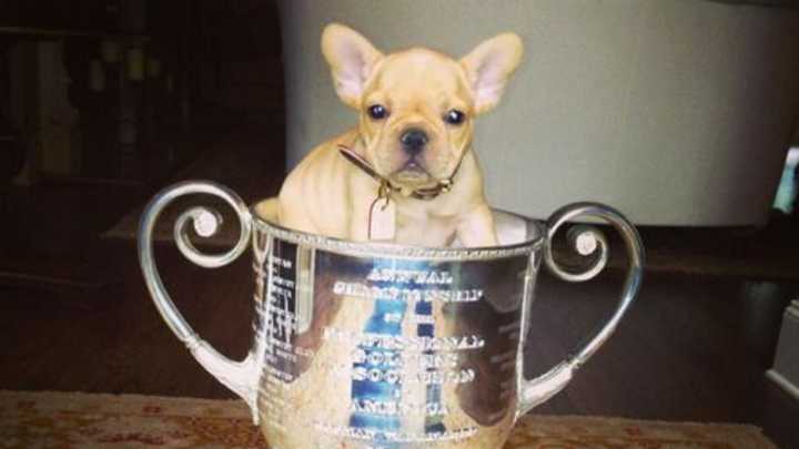 Jason Dufner Put His Adorable French Bulldog Puppy in the Wanamaker Trophy