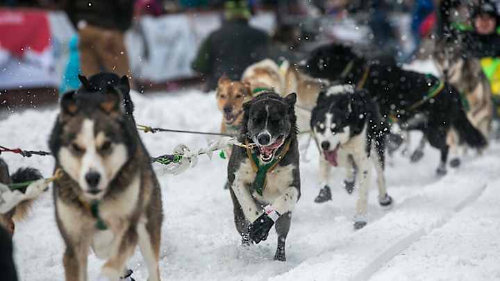 Sleds are off as the 2013 Iditarod commences Sleds are off as the 2013 Iditarod commences