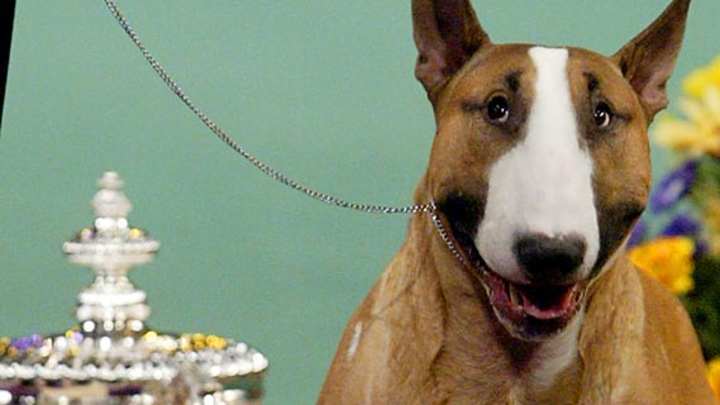 Westminster Through the Years