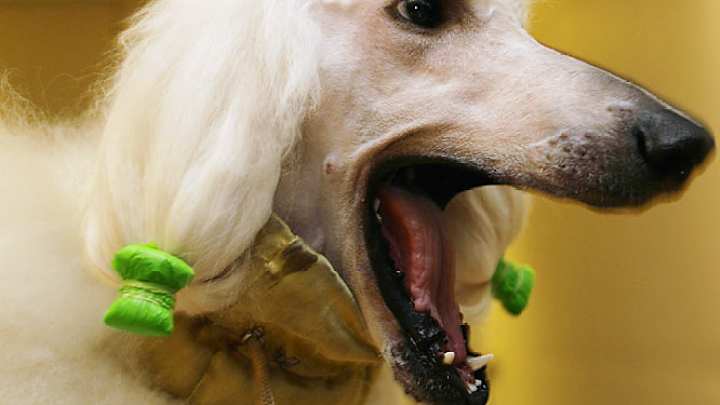 2007 Westminster Dog Show: Day 1